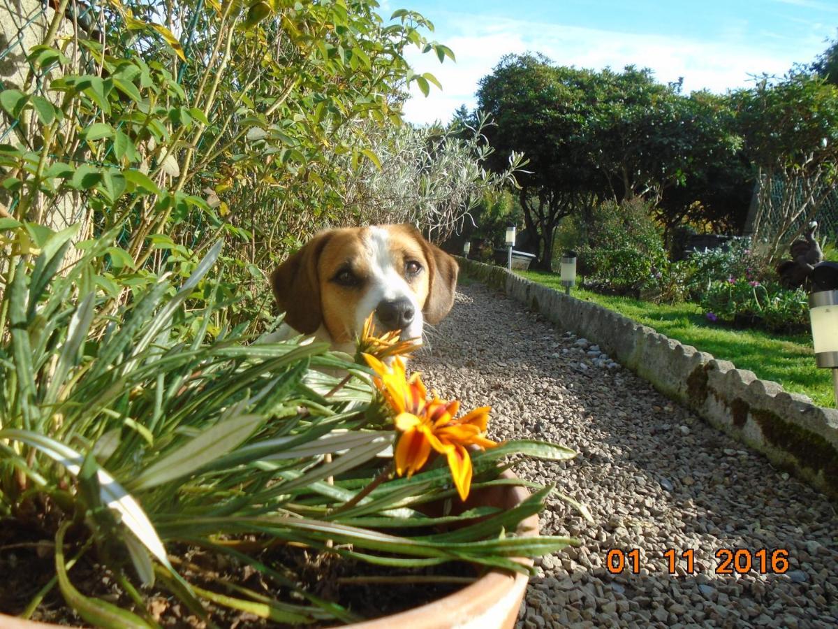 La Mare Aux Fees Bed and Breakfast Huelgoat Εξωτερικό φωτογραφία
